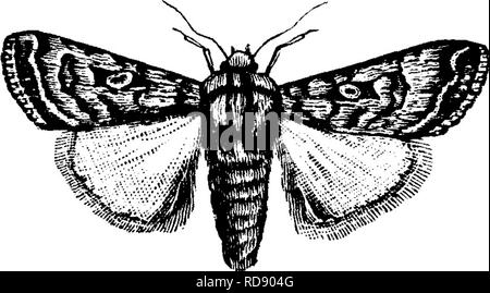 . Insetti dannosi per la frutta. Illustrato con quattro cento e quaranta legno-tagli. Pesti di insetto. Fig. 340. Anche con le sue ali chiuse. Si tratta di un profondo colore marrone, con grigiastro, carne-contrassegni colorati. Le marcature sono abbastanza caratteristica, e dovrebbe essere facilmente riconosciuto dalle figure. La bandiera a scacchi rustico, Agrotis tes- sellata Harris (Fig. 340), è di un oscuro- il colore della cenere, con due punti di pallido su tlie parafanghi anteriori alternate con una forma triangolare e una quasi quadrato nero posto.. Si prega di notare che queste immagini vengono estratte dalla pagina sottoposta a scansione di immagini che possono essere state migliorate digitalmente per readab Foto Stock