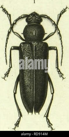 . Histoire Naturelle des insectes : generi des coleopteres, ou esporre methodique et critique de tous les genres propone jusqu'ici dans cet ordre d'insetti. Coleotteri. . Si prega di notare che queste immagini vengono estratte dalla pagina sottoposta a scansione di immagini che possono essere state migliorate digitalmente per la leggibilità - Colorazione e aspetto di queste illustrazioni potrebbero non perfettamente assomigliano al lavoro originale. Lacordaire, Theodore, 1801-1870; Chapuis, F. (Fe?licien), 1824-1879. Paris : Librairie Encyclopediaque de Roret