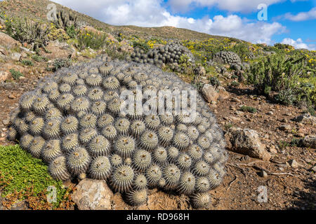 Carrizalensis Copiapoa Cactus a Llanos de Challe National Park, una specie endemica che cresce solo al deserto di Atacama in questo fantastico parco nazionale Foto Stock