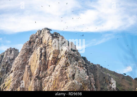 Centinaia di avvoltoi che volano in un gregge di uccelli nel meraviglioso Parco Nazionale Monfragüe e nel 'alto del Gitano' (scogliera gitana) Foto Stock