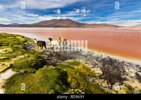 Un gruppo di Llamas che cammina di fronte alla laguna di Colorada e il paesaggio naturale awe alle Ande Altiplano boliviane. Acqua di colore rosso e vita selvaggia awe Foto Stock