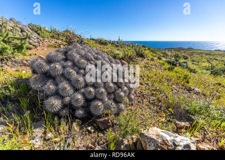 Carrizalensis Copiapoa Cactus a Llanos de Challe National Park, una specie endemica che cresce solo al deserto di Atacama in questo fantastico parco nazionale Foto Stock