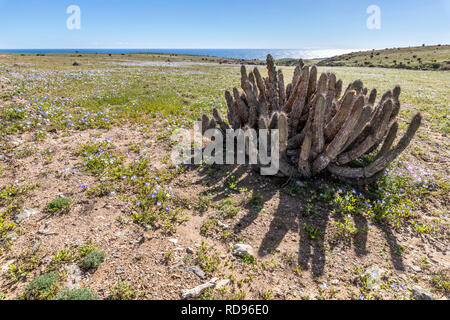 Di tanto in tanto la pioggia arriva al deserto di Atacama, quando ciò accade migliaia di fiori crescono lungo il deserto da semi che provengono da centinaia di anni Foto Stock