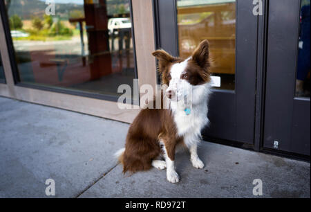 Una con i capelli lunghi con marrone e macchie bianche border-collie cani con orecchie a sventola lonely siede alla porta di un cafe in previsione del suo proprietario Foto Stock