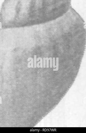 . Gasteropoda cefalopodi e di Raritan argille e marne greensand del New Jersey. Gastropoda, fossile; Cefalopodi, fossile; Paleontologia. . Si prega di notare che queste immagini vengono estratte dalla pagina sottoposta a scansione di immagini che possono essere state migliorate digitalmente per la leggibilità - Colorazione e aspetto di queste illustrazioni potrebbero non perfettamente assomigliano al lavoro originale. Whitfield, Robert Parr, 1828-1910; New Jersey Geological Survey. [Relazione sulla paleontologia]. Trenton, J. L. Murphy Pub. Co. Foto Stock