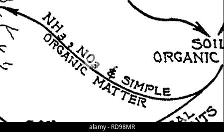 . La natura e le proprietà dei suoli; un collegio testo di edafologia. Suoli. •AMIMAL "^^'^^OREEN concimi chimici residui di raccolto 501L di materia organica. Si prega di notare che queste immagini vengono estratte dalla pagina sottoposta a scansione di immagini che possono essere state migliorate digitalmente per la leggibilità - Colorazione e aspetto di queste illustrazioni potrebbero non perfettamente assomigliano al lavoro originale. Lione, T. L. (Thomas Lyttleton), 1869-1938; Buckman, Harry Oliver, 1883-. New York, Macmillan Foto Stock