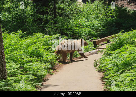 California americana black bear (ursus americanus californiensis) con pelo biondo a piedi attraverso un sentiero escursionistico durante la giornata nel Parco Nazionale di Sequoia Foto Stock