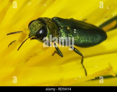 Anthaxia-nitidula-F-02-FWS. Foto Stock