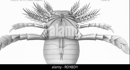 . Il Eurypterida di New York. Eurypterida; Paleontologia. EURYPTERIDA Memoir 14. N.Y.Museo di Stato della piastra 41. G.SBarkentitidel. Si prega di notare che queste immagini vengono estratte dalla pagina sottoposta a scansione di immagini che possono essere state migliorate digitalmente per la leggibilità - Colorazione e aspetto di queste illustrazioni potrebbero non perfettamente assomigliano al lavoro originale. Clarke, John Mason, 1857-1925; Ruedemann, Rudolf, 1864-1956. Albany, New York Stato Dipartimento Educazione Foto Stock