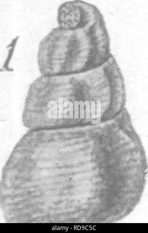 . Gasteropoda cefalopodi e di Raritan argille e marne greensand del New Jersey. Gastropoda, fossile; Cefalopodi, fossile; Paleontologia. //. Si prega di notare che queste immagini vengono estratte dalla pagina sottoposta a scansione di immagini che possono essere state migliorate digitalmente per la leggibilità - Colorazione e aspetto di queste illustrazioni potrebbero non perfettamente assomigliano al lavoro originale. Whitfield, Robert Parr, 1828-1910; New Jersey Geological Survey. [Relazione sulla paleontologia]. Trenton, J. L. Murphy Pub. Co. Foto Stock