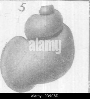 . Gasteropoda cefalopodi e di Raritan argille e marne greensand del New Jersey. Gastropoda, fossile; Cefalopodi, fossile; Paleontologia. . Si prega di notare che queste immagini vengono estratte dalla pagina sottoposta a scansione di immagini che possono essere state migliorate digitalmente per la leggibilità - Colorazione e aspetto di queste illustrazioni potrebbero non perfettamente assomigliano al lavoro originale. Whitfield, Robert Parr, 1828-1910; New Jersey Geological Survey. [Relazione sulla paleontologia]. Trenton, J. L. Murphy Pub. Co. Foto Stock