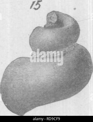 . Gasteropoda cefalopodi e di Raritan argille e marne greensand del New Jersey. Gastropoda, fossile; Cefalopodi, fossile; Paleontologia. . Si prega di notare che queste immagini vengono estratte dalla pagina sottoposta a scansione di immagini che possono essere state migliorate digitalmente per la leggibilità - Colorazione e aspetto di queste illustrazioni potrebbero non perfettamente assomigliano al lavoro originale. Whitfield, Robert Parr, 1828-1910; New Jersey Geological Survey. [Relazione sulla paleontologia]. Trenton, J. L. Murphy Pub. Co. Foto Stock