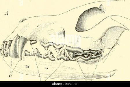 . Einführung in die vergleichende Anatomie der Wirbeltiere, für Studierende. 300 Zähne der Säugetiere. Sängetierzähne im Laufe der Stammesentwickelung eine Verminderang erfahren hat. Wie bereits erwähnt, sind die Zahngenerationen der Säugetiere in der Regel auf zwei beschränkt; uomo bezeichnet Sie das als Milchgebiß und als das oder definitiva Ersatz-Gebiß (Dentes decidui et permanentes). Ersteres ist eine historisch ältere Zahnseneration.. pm gv. 0. Si prega di notare che queste immagini vengono estratte dalla pagina sottoposta a scansione di immagini che possono essere state migliorate digitalmente per la leggibilità - colorazione e appe Foto Stock
