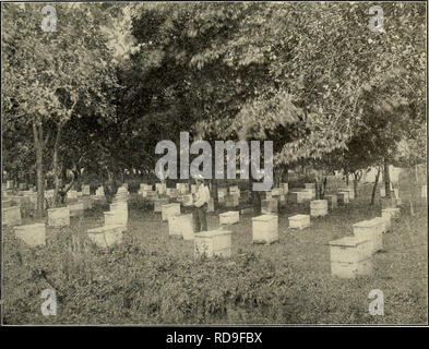 . La revisione di Cuba. . L apicoltura in Cuba. Un apiario di un colono americano vicino a Matanzas. Vedere Elenco libero di forniture ammesso in Cuba, a pagina 15. Prezzi del contratto su lavori stradali in Cuba. La strada, che era telford-macadam, 9,180 cu. yds. terra Scavo quattro miglia lungo, era situato sulla principale al 19,5 cts  ... $1,790.10 road dall'Avana (capitale del 1,021 cu. yds. scavi provincia dello stesso nome) per Batabano a 56 cts 571.76 (il porto sulla costa sud), in 26,726 cu. yds. argine in provincia di L'Avana. Era a tre miglia 28 cts 7,483.28 da Benucal, situato su Foto Stock