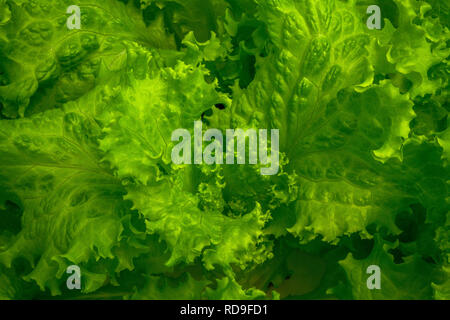 Fresca e croccante di foglia di lattuga close-up - Foto Foto Stock