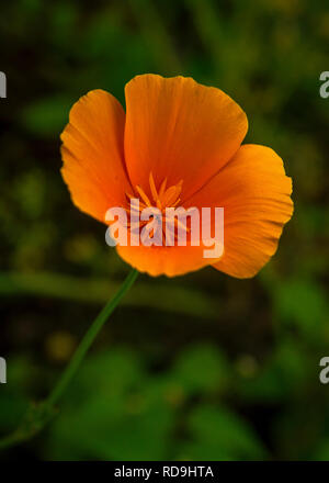 Piuttosto di colore arancione California fiore di papavero Foto Stock