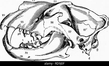 . Zoologia : per gli studenti e i lettori . Zoologia. 614 zooLoar. Pur se gli ibridi thns prodotte sono fertili o non è sconosciuto. Tlie ox è riuscito dal giraSe, con il suo collo lungo, il che lo rende il più alto di tutti i quadrupedi. L'ultima famiglia di ungulati, il Gamelidm, comprende i cammelli del vecchio mondo e la llama e vicuna del Sud America. In ex (terziario) volte un llama-come animal abitato la costa del Pacifico a Oregon. In cammelli superiore incisivi laterali sono presenti; lo stomaco è meno nettamente divisa in quattro camere, il terzo dello stomaco, come tale, è w Foto Stock