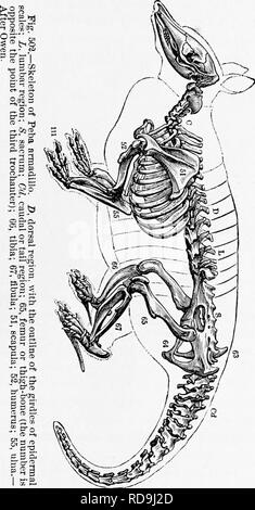 . Zoologia : per gli studenti e i lettori . Zoologia. L'armadillo. 581 da un pesante, rivestimento solido-di-mail costituito da piastre poligonale saldati insieme in modo inamovibile. I tre seguenti ordini hanno dalla maggior parte degli autori sono collocati vicino a primati (scimmie, ecc.), ma Owen, dal. I caratteri offerte dal cervello, ha mostrato che essi essere- lunga in corrispondenza o vicino al fondo della scala. Gill ha dimostrato che non solo da parte del cervello, ma da altri caratteri corret- affini con il basso sviluppo del cervello, il Eodents,. Si prega di notare che queste immagini vengono estratte dalla pagina sottoposta a scansione di immagini che possono essere state Foto Stock