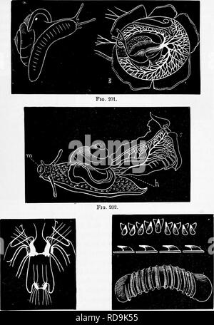 . Zoologia : per gli studenti e i lettori . Zoologia. HELIX ALBOLABBIS. 267. Fie. 203. Fig. 204. Fig. 201.-elica alholabi^, dimensione naturale, un orifizio del polmone. Al?o il cuore e i polmoni di Zimax/ariM ingrandite. Fig. 202.-JTtlix albolaitris, con la phell rimosso per mostrare il cuore (/) e il polmone ; m, bocca.-Questo e figg. 201-204 dopo Morse. Fig. 203.-nervo-centri di Helix alholaLris. Fig. 204.-ganascia (figura inferiore e laterale e vista superiore dei denti del nastro linguale di elica albolabris.. Si prega di notare che queste immagini vengono estratte dalla pagina sottoposta a scansione di immagini che possono essere state migliorate digitalmente f Foto Stock