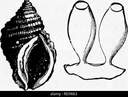 . Zoologia : per gli studenti e i lettori . Zoologia. DSlYBLOPMENT di gasteropodi. 263 tirante sul lato sinistro del corpo dietro la testa. In un grande Lunatia è un pollice lungo, con una vena alla base, il gill- lobi disposti come i denti di un pettine. Un più piccolo, molto più stretto del polmone si trova all'interno e parallelamente ad esso. Tlie ovaio è situato nei pressi di stomaco, ovi- condotto terminante in prossimità del foro di sfiato. Le uova sono fissate in capsule (Fig. 190, porpora lapilli e due uova capsule) di varia forma attaccata a rocce o, come in Trochus e l'HO^udibranchs, in masse di gelatina a- tached di alghe o pietre. Foto Stock