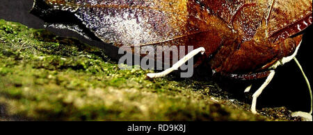 . Cuba : Camagüey, Sierra de Cubitas. Storia naturale; valutazione ecologica (biologia); la conservazione della fauna selvatica. La FIG.5C La Población de Tocororos {Priotelus temnurus) es inusualmente densa en la Sierra./ La popolazione cubana endemica Trogon {Priotelus temnurus) è notevolmente dense nella Sierra. La FIG.5B Registramos 40 especies de anfibios y rettili; 5 de ellos constituyen nuevos registros y 32 figlio endémicas cubanas (incluyendo Bufo peltacephalus)./ abbiamo registrato 40 specie di anfibi e rettili; 6 sono i nuovi record per le località e 32 sono endemiche di Cuba (compresi Bufo peltacepha Foto Stock