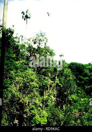 . Cuba : Camagüey, Sierra de Cubitas. Storia naturale; valutazione ecologica (biologia); la conservazione della fauna selvatica. . Si prega di notare che queste immagini vengono estratte dalla pagina sottoposta a scansione di immagini che possono essere state migliorate digitalmente per la leggibilità - Colorazione e aspetto di queste illustrazioni potrebbero non perfettamente assomigliano al lavoro originale. Díaz, Luis M; campo Museo di Storia Naturale. Ambientali e di programmi di conservazione. Chicago, Ill. : Field Museum, ambientali e programmi di conservazione Foto Stock