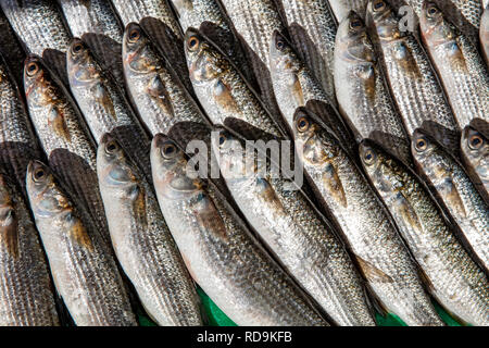 Mugil fresco sul display su ghiaccio sul mercato dei pescatori Store Shop. Mugil è un genere di muggine in famiglia Mugilidae. Pesca di frutti di mare sullo sfondo. Foto Stock