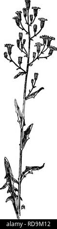 . Un manuale di erbacce : con le descrizioni di tutti i più perniciosi e fastidioso piante negli Stati Uniti e in Canada, le loro abitudini di crescita e di distribuzione, con metodi di controllo . Le erbacce. COMPOSITAE {famiglia composito) 545 riempito con amaro, succo lattiginoso. Teste in aprire racemi, sollevata sulla piuttosto lunga, squamosa-bracted peduncoli; essi sono circa un pollice di ampio, con numerose luce raggi blu, dentata in corrispondenza delle punte; brattee dell'involucro embricata in tre o quattro righe, interni forma lanceolata, quelle esterne accorciamento di punta di forma ovale. Appiattito Achenes club-sagomato, con margini nervata un Foto Stock