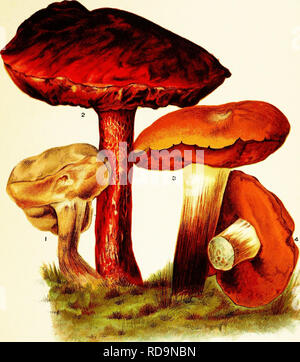 . Funghi di America, commestibili e velenosi. Funghi; Cookery (Funghi); cbk. Piastra XI. Velenosi o sospetti di boleti. I. Boletus felleus, Funghi porcini amaro, a. Boletus alveolatus, Crimson funghi porcini. 3. 4- Boletus luridus, conto sensazionale Boletus.. •-Ya-ft FiauBS 1 di cui sopra è molto mnch come per le figure 2 e 3, la piastra VII., dei funghi commestibili, da cui è facilmente distinguibile per il suo sapore amaro e rosy tabes. FiQUBE 2 è un distintivamente specie americane, e l'autorità per sospettare che si riscontra nel fatto che tutti i Boleti che hanno rosso o rosso a bocca di lupo tubi sono stati considerati velenosi. Sebbene Foto Stock