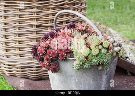 Sempervivums in una benna alla RHS Malvern mostra d'autunno. Foto Stock