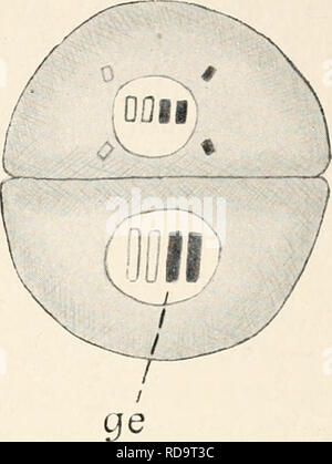 . Einführung in die Biologie. Biologia. . Si prega di notare che queste immagini vengono estratte dalla pagina sottoposta a scansione di immagini che possono essere state migliorate digitalmente per la leggibilità - Colorazione e aspetto di queste illustrazioni potrebbero non perfettamente assomigliano al lavoro originale. Maas, Otto, 1867-1916; Renner, Otto. Monaco di Baviera, Berlino, R. Oldenbourg Foto Stock