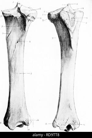 . La anatomia chirurgica del cavallo ... I cavalli. Piastra XIII.-la tibia destra A.-aspetto posteriore I. Spiae della tibia. 2 e 3. Esterno e interno tuberosità. 317'. Il tubercolo per attacco posteriore del legamento di importanza cruciale. 4. La depressione per la testa del perone. 5. La depressione per la sistemazione del muscolo popliteus. 6. Il forame di nutrienti. 7. Il tubercolo per inserimento del muscolo popliteus. 8. Risalti di attacco per tiexor perforans muscolo. 9. Gola di passaggio del tendine flessore della accessorius. 10. Scanalatura per tendine del muscolo peroneus. 11. Il malleolo esterno. B.-aspetto anteriore I. inserimento di crucia anteriore Foto Stock