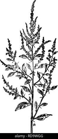 . Un manuale di erbacce : con le descrizioni di tutti i più perniciosi e fastidioso piante negli Stati Uniti e in Canada, le loro abitudini di crescita e di distribuzione, con metodi di controllo . Le erbacce. 124 AMARANTHACEAE {AMARANTO FAMIGLIA) Amaranto spinoso Amardnthus spinbsus, L. Altri nomi Ejiglish: coccolone erbaccia negligente, soldato infestante. Introdotto. Annuale. Si propaga per semi. Tempo di fioritura: da giugno a settembre. Seme-tempo: da fine luglio a novembre. Intervallo: Massachusetts a Michigan, Illinois, e Kansas, sud- ward al Golfo del Messico. Habitat: terreno coltivato, prati erbosi e luoghi dei rifiuti. Un nativ Foto Stock