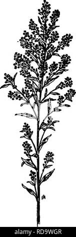 . Un manuale di erbacce : con le descrizioni di tutti i più perniciosi e fastidioso piante negli Stati Uniti e in Canada, le loro abitudini di crescita e di distribuzione, con metodi di controllo . Le erbacce. 120 CHMNOPODIACEAE (Famiglia GOOSEFOOT) raggruppati in axils; questi producono ciascuna un singolo di forma ovoidale, seme appiattito, circa un decimo di pollice lungo, minutamente longitudinalmente nervata, grigio e splendente; molti semi hanno il utricle o rivestimento cartaceo persistentemente arrivata loro e sporgenti dalla parte superiore come a due lobi ala. Quando matura, degli steli, delle brattee e calice lobi diventa bianco e le piante sono quindi molto Foto Stock