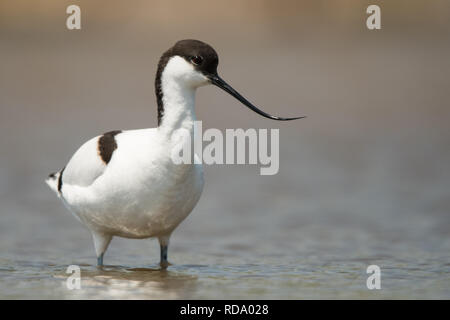 Pied Avocet (Recurvirostra avosetta) sull'acqua. Foto Stock