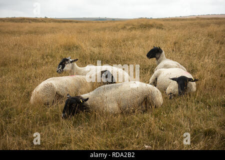 Pecora che pascola in inglese il paesaggio di Maiden Castle vicino a Dorchester Dorset Gran Bretagna in estate Foto Stock