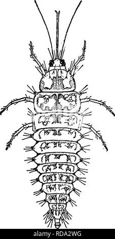 . Di acqua fresca biologia. Biologia di acqua dolce. Insetti acquatici 899 (Fig. 1370) all'alimentazione di acqua fresca di spugne e vivere nell'oste- oles della stessa o nelle depressioni sulla parte esterna della spugna mass. Essi perforare il tessuto di spugna con la loro lunga decurved bocca di aspirazione parti. Le coppie di appendici dei segmenti addominali sono piegati verso il basso al di sotto del corpo, e curiosamente angolato; essi sono spostati avanti e indietro con un rapido, inter- mittent, navetta come vibrazione. Nel ben cresciute le larve, lo stomaco non ha alcuna apertura posteriore e la spugna sostanza prelevata attraverso la previsione di perdita singola Foto Stock