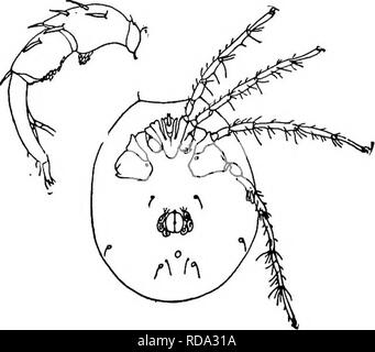 . Di acqua fresca biologia. Biologia di acqua dolce. Di dimensioni da piccole a medie acari, variare- ing in lunghezza, da 0,48 a 1,5 mm. con la superficie morbida e striate, o con un tubo flessibile o rigido di copertura poroso; piscina-peli presenti. Alcune specie in questo paese, rare, nei laghi del nord. La Fig . 13 5 2. Un traciides spinipes Koch, una specie comune in Europa e in America. Superficie ventrale, femmina. X 25- lato esterno di sinistra palpus, femmina. X 103. (Modificato da Piersig.) 66 (65) Gamba segs. I 5 e I 6 normale Hygrohates KocK 1837.. Gli acari di dimensioni variabili da piccole a grandi o 0,5 a 2,5 ram., vivacemente colorato in molti c Foto Stock