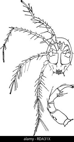 . Di acqua fresca biologia. Biologia di acqua dolce. Un grande acaro, 1,5 a 2,5 mm. a lungo, la femmina gravido spesso molto grande, raggiungendo una lunghezza anche di 6 mm., che vivono in acqua fresca di cozze e deposizione delle uova in masse tra le branchie. Il miele- di colore giallo più o meno distintamente vermicuJate finemente con righe bianche. Uno North American specie, generalmente distribuiti. Fig. 1348. Najadicola ingens (Koenike). Campo Epimeral e area genitale, maschio. X 23. tAfter Koenike.) lato interno, pal- pus, maschio. X80. (Dopo Wolcott.) 60 (59) margine posteriore di ep. IV DIRITTO; area genitale alla estremità posteriore del corpo Foto Stock