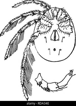 . Di acqua fresca biologia. Biologia di acqua dolce. 17(12) con nuoto-peli Hydrypkantes^odni^T'].. Un colore bruno-acaro rosso, con un occhio mediano circondato da una grande piastra chitinous; atto ad aprire di più l'acqua. Specie diverse e che si verificano di frequente. Un po' al di sopra di medie dimensioni che vanno da 1.2 mm a circa 2,2 mm. Fig. MI32g. Hydryphantes ruber (de Geer), una specie europee. Superficie ventrale, femmina. Xi7-. Outerside, sinistra palpus, della femmina. X42. (Modificato da Piersig.). Si prega di notare che queste immagini vengono estratte dalla pagina sottoposta a scansione di immagini che possono essere state migliorate digitalmente per la leggibilità - colorati Foto Stock