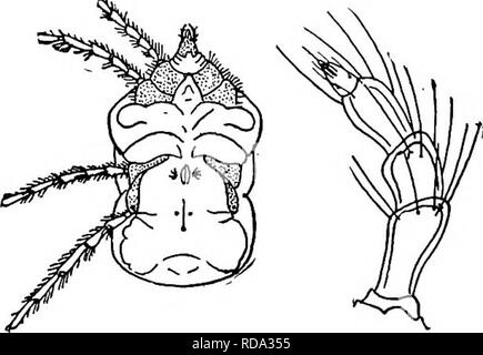 . Di acqua fresca biologia. Biologia di acqua dolce. L'ACQUA-acari (HYDRACARINA) 859 generale somiglianza tra loro è vicino. Ma anche i personaggi sembrano essere molto costante e alcune specie sono soggetti a una marcata variazione. La sinossi di accompagnamento verrà in aiuto nel porre speci- mens in genere corretto. Le dichiarazioni per quanto riguarda il numero di specie si riferiscono solo per il Nord America. Le gambe e le corrispondenti epimera sono designati da numeri romani, inizio con la maggior parte anteriore, e l'palpal e segmenti delle gambe sono indicate da numeri arabi, numerazione dalla base verso l'esterno. Così, ep. Ill è il t Foto Stock