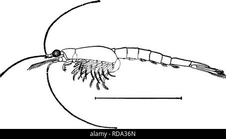 . Di acqua fresca biologia. Biologia di acqua dolce. 844 di acqua fresca 27 di Biologia (28) Carapace raggruppata dorsalmente con non più di tre dei somiti toracica. Mmb toracica con natatory exopodites, prima coppia modificato come maxillipeds. Pleopods più o meno re- duced e notevolmente diversi nei due sessi. Le uova trasportate in una sacca di covata alla base della cassa toracica gambe. Ordine Mysidacea. Questo ordine fa parte della vecchia divisione Schizopoda. Il Mysidacea vivono principalmente in acqua salata. Il sistema di questo gruppo ha bisogno di una revisione approfondita e non soddisfacente la divisione in gruppi più grandi (famiglie) è stato pu Foto Stock