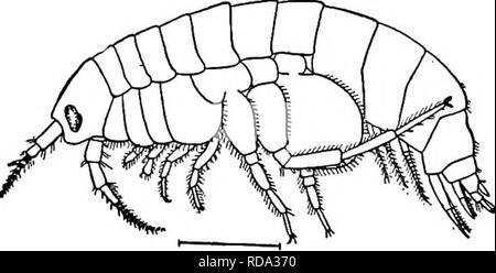 . Di acqua fresca biologia. Biologia di acqua dolce. Principalmente un gruppo marini; il solo genere noto dall'acqua fresca del Nord America, entra con i suoi ospiti, essendo trovati su parassiti delle branchie e nell'gill cav- ities di decapodi dei generi Palaemo- netes e Palaemon. Tre specie sono note e si trovano lungo la costa atlantica dal New Hamsphire in Florida e nel fiume Mississippi in Louisiana. Fig. 1306. Probopyrus pandalicola Packard. Un maschio; X 30. B Femmina; X 3. (Dopo Richard- figlio.) 11(2) 12 (25) 13 (14) corpo compresso. Pleopods diviso in due insiemi, le prime tre coppie con Foto Stock
