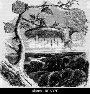 . Case senza mani : essendo una descrizione delle abitazioni di animali, classificati secondo il principio di costruzione . Animali. 600 case senza mani. È difficilmente possibile sopravvalutare la meravigliosa varietà di forma che vengono assunti dai nidi di insetti-varietà così audace e in modo sorprendente che pochi avrebbero creduto nella possibilità della loro esistenza senza dimostrazione oculare. Nessuna regola sembra essere osservati nel loro; a tutti gli eventi, regola non è ancora stata discov- ered mediante il quale la loro formazione è guidato, né ha qualsiasi conjec- ture sono state formate per quanto riguarda il motivo per il notevole Foto Stock