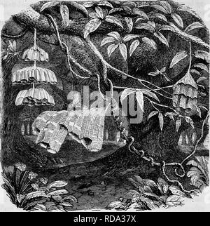 . Case senza mani : essendo una descrizione delle abitazioni di animali, classificati secondo il principio di costruzione . Animali. 586 case senza mani.. MiBChocyttarus. Raphigaster. agitato. Esso è costituito da un insetto appartenente al genere Icaria. Forse i miei lettori possono ricordare che a pagina 450 il cele- brated bee-problema di cella è descritto e che viene fatta menzione delle molte teorie che sono state inventate per risolvere l'enigma. Tra di loro i due più cospicui sono quelli che sono noti come la pressione uguale la teoria e la teoria di scavo. Diverse come fanno in molti respe Foto Stock