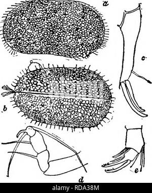 . Di acqua fresca biologia. Biologia di acqua dolce. Il OSTRACODA 823 91 tratto terminale della seconda gamba con tre a differenza di setae, uno dei quali è riflessi (Fig. 1291 d). Subfamiglia Candoninae . 92 92 (94) guscio reticolare molto tumid. Piccolo e paffuto forme, non più di 0,80 mm. a lungo. La seconda antenna di entrambi i sessi di cinque segmentata. Paracandona Hartwig 1899 . 93 Shell profusamente ornate con aree poligonali e tubercoli (Fig. 1291 a). Euplectella Paracandona Brady e Norman 1889. Lunghezza da 0,56 a 0,58 mm., altezza 0,32 a 0,36 mm., larghezza 0,32 a 0,34 mm. Voce maschile un po' più grandi. Un terminale artiglio della mandibola Foto Stock