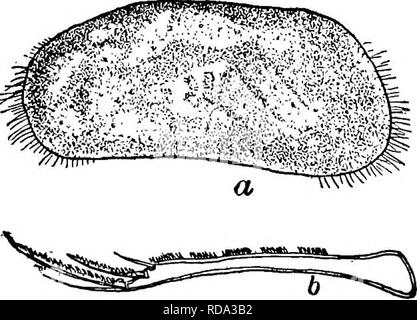 . Di acqua fresca biologia. Biologia di acqua dolce. Herpetocypris barbatus Forbes 1893. Larghezza 1,60 mm., altezza 2,00 mm. Guscio abbastanza pieno, ma non plump. Grande, pelose yel- lowish marrone in alcool, con patch di colore rossastro su entrambi i lati. Uno dei più grandi di acqua fresca ostracoda. Valvole pari. Furca circa venti volte più a lungo come ampia, lievemente sinuate. Yellowstone River, Wyoming. Luglio e Agosto. Fig. 1263. Herpetocypris barbatus, (a) vista laterale con guscio rimosso; (6) Furca. (Dopo Forbes.) 39 (38) di lunghezza inferiore a 3 mm 40 (41) bordo dorsale di furca con cinque pettini di dentatura grossolana (Fig. 1264 b). Foto Stock