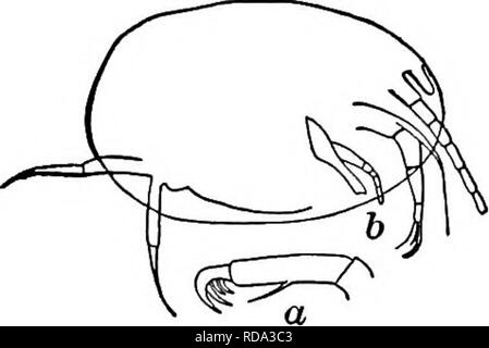 . Di acqua fresca biologia. Biologia di acqua dolce. Bo6 di acqua fresca chiave di biologia per il Nord America di fresca acqua OSTRACODA 1 (2) seconda antenna due-ramificato; un ramo rudimentale, immobile e l'altro allungato, flessibile, con lunghe setae natatory (Myo- docopa); o entrambi i rami ben sviluppato, mobile, e natatory (Cladocopa) ; o entrambi i rami appiattita, simile tofeet del Copepoda(PLATYCOPA). . Tribù Marine. Questi gruppi non sono rappresentati in acqua fresca per quanto noto. 2 (i) seconda antenna semplice, subpediform, artigliato ad un apice. Soprattutto fresco- acqua forma tribù Podocopa . 3 3 3 (4) Tre quasi simila Foto Stock