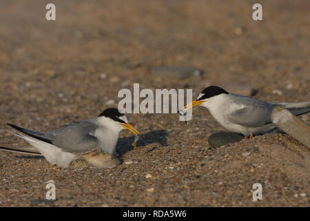 Fraticello (Sternula albifrons) Coppia a nido raschiare con il cicerello preda di nuovi giovani tratteggiata, Northumberland, Regno Unito Foto Stock