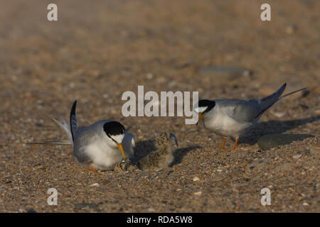 Fraticello (Sternula albifrons) Coppia a nido raschiare l'alimentazione appena schiuse da giovane con il cicerello preda, Northumberland, Regno Unito Foto Stock